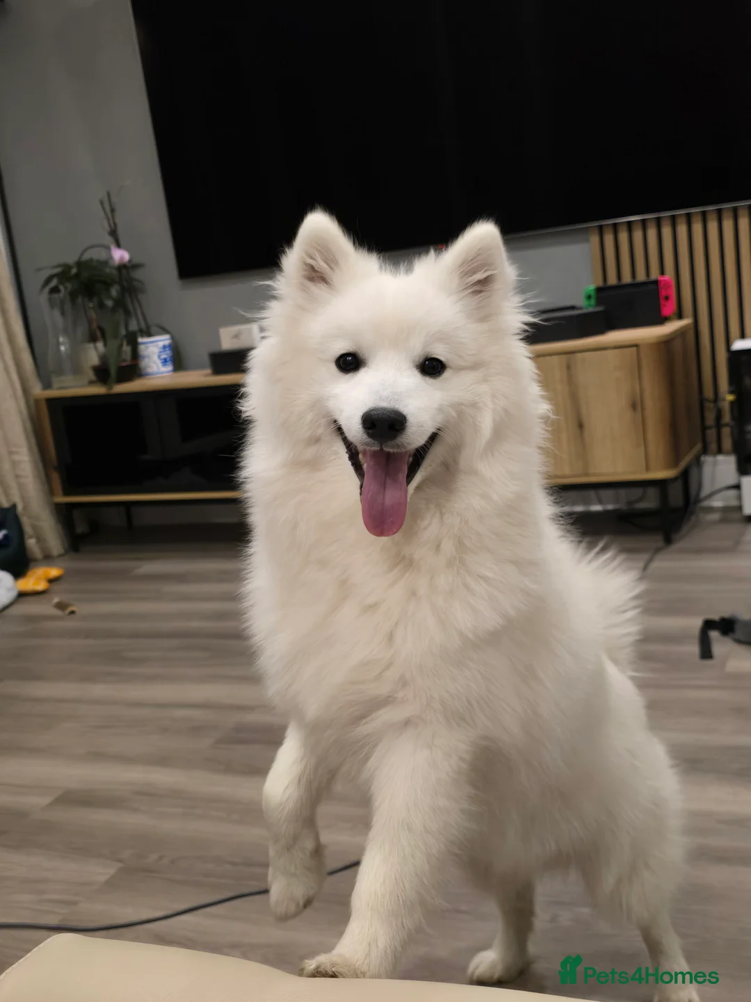 Japanese Spitz dogs for stud: Healthy Japanese Spitz KC Registered Male for Stud - Advert 8