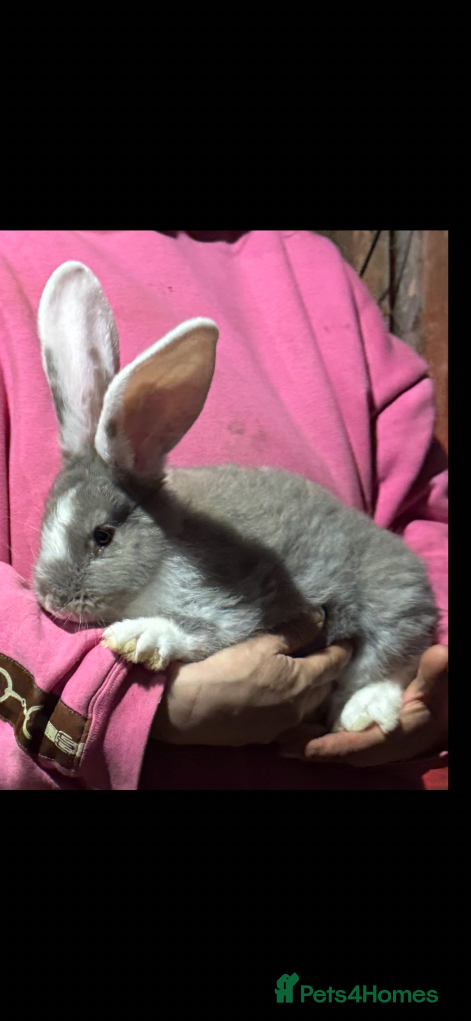 Continental Giant rabbits Continental Giant baby rabbits for sale - Advert 3