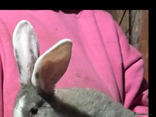 Continental Giant rabbits Continental Giant baby rabbits for sale - Advert 3