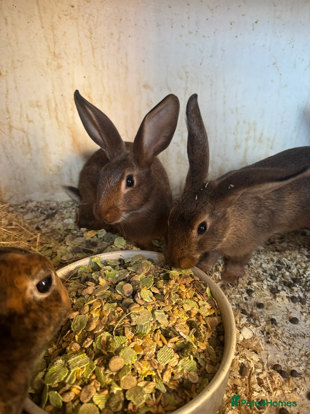 Belgian Hares rabbits for sale: Belgium hares boy and girls  - Advert 3