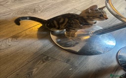Mixed Breed cats for sale: Kitten for sale  - Image 3