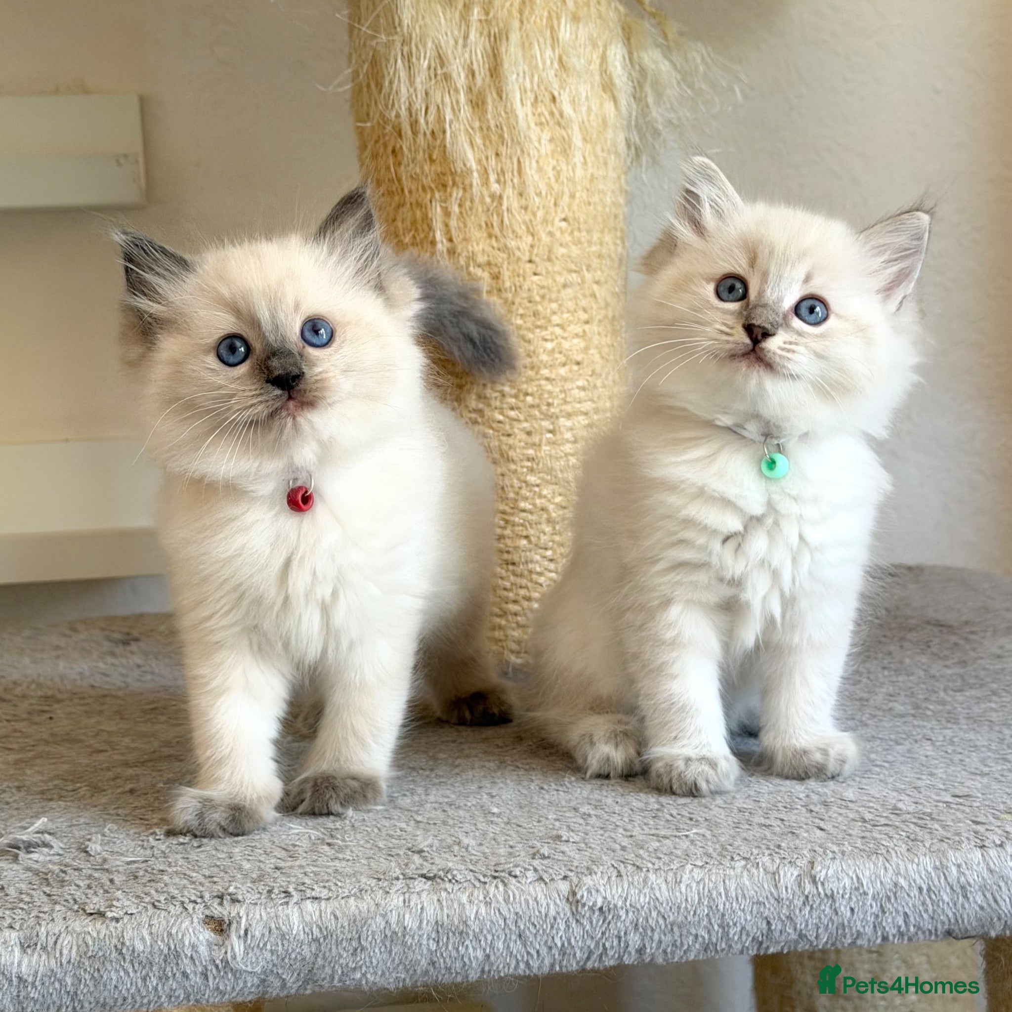 Ragdoll cats TICA Registered - Affectionate, Fluffy, Cuddly - Advert 2