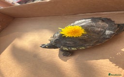 Turtle reptiles for sale: Beautiful Turtle - Image 1