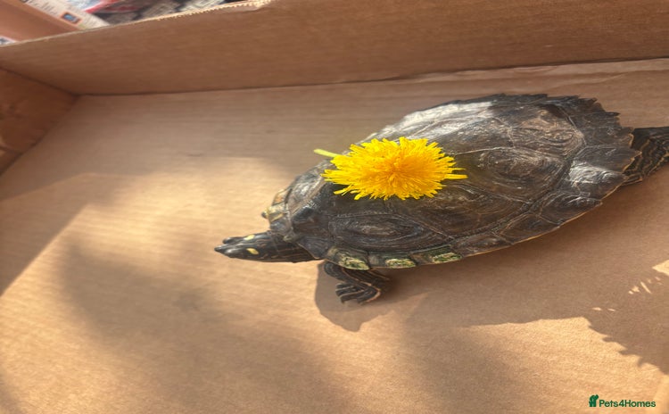 Turtle reptiles - Advert 2