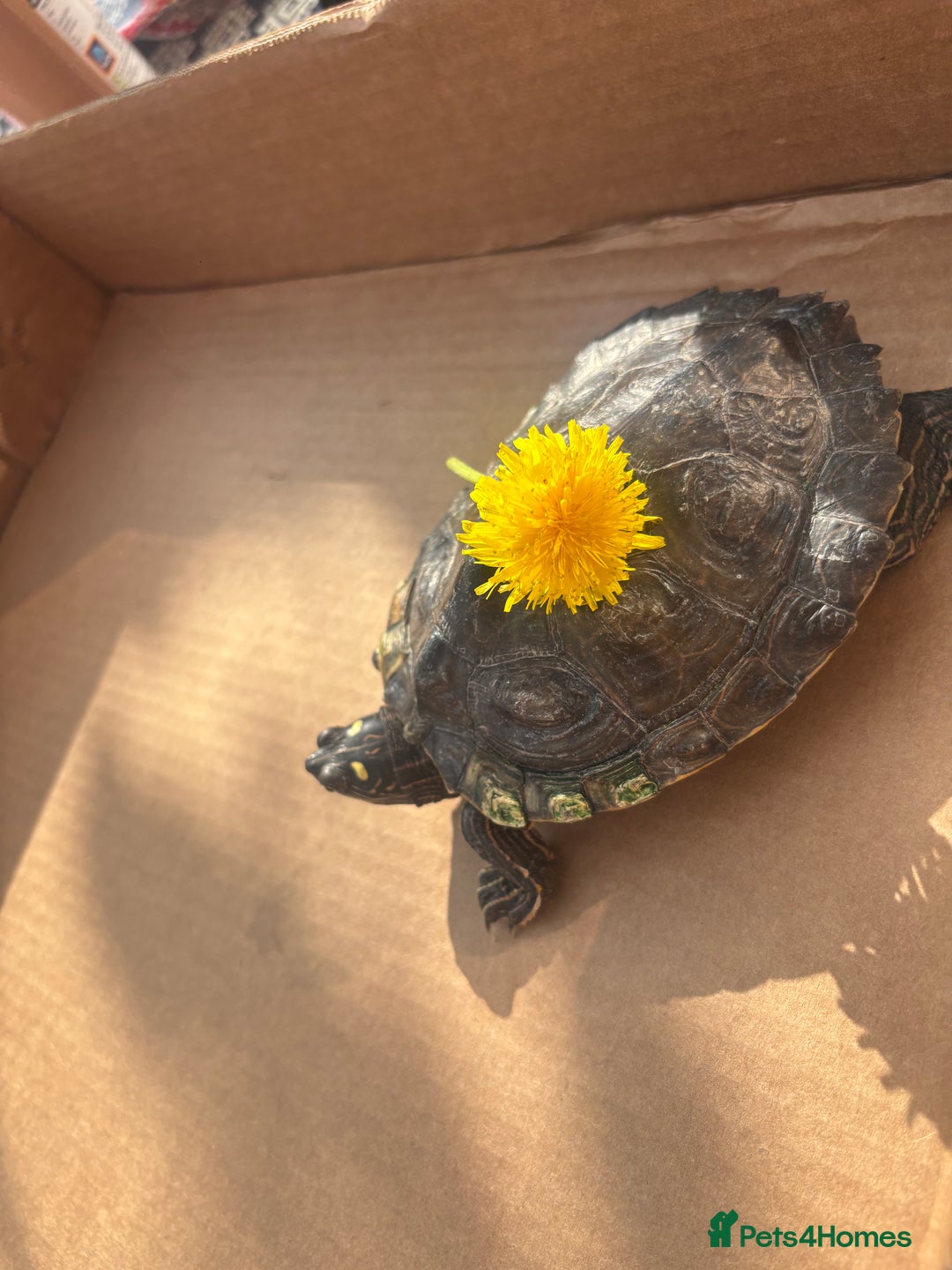 Turtle reptiles for sale: Beautiful Turtle - Image 1