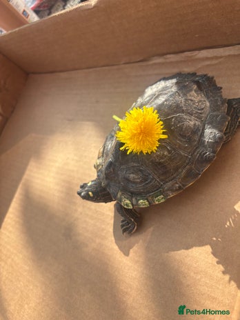 Turtle reptiles - Advert 4