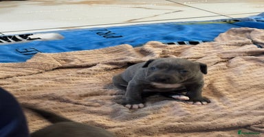 Staffordshire Bull Terrier dogs - Advert 5