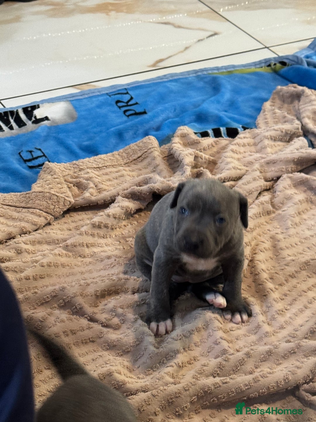 Staffordshire Bull Terrier dogs for sale: Blue Staffordshire Bull Terriers Staffy staffie - Image 3