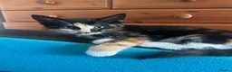 Mixed Breed cats for sale: Beautiful playful kitties  - Advert 3