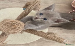 Mixed Breed cats for sale: Oriental X Siamese kittens  - Image 10