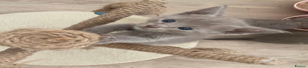 Siamese Kitten 7