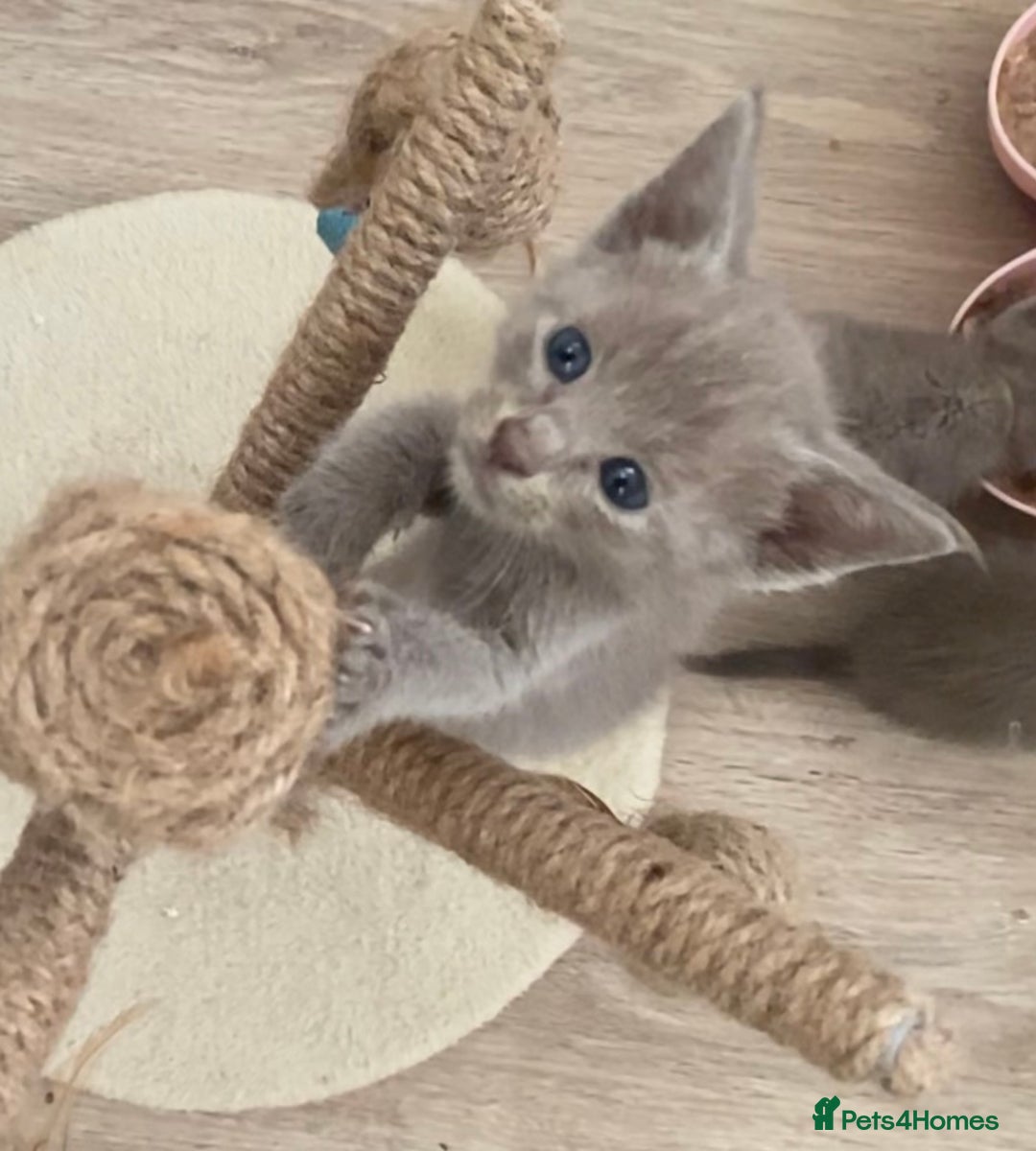 Mixed Breed cats for sale: Oriental X Siamese kittens  - Image 10