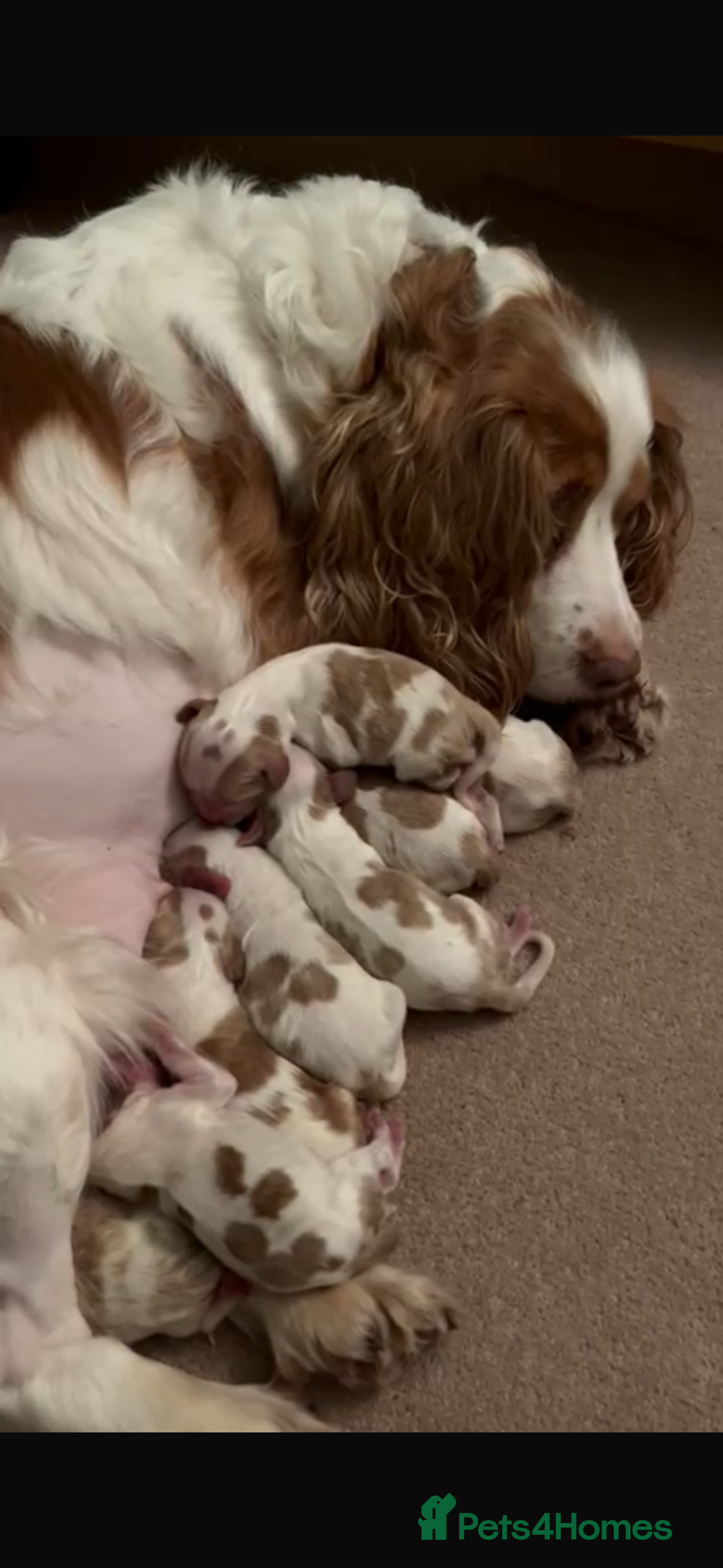 Cockalier dogs Lovely Cockalier Puppies - Advert 17