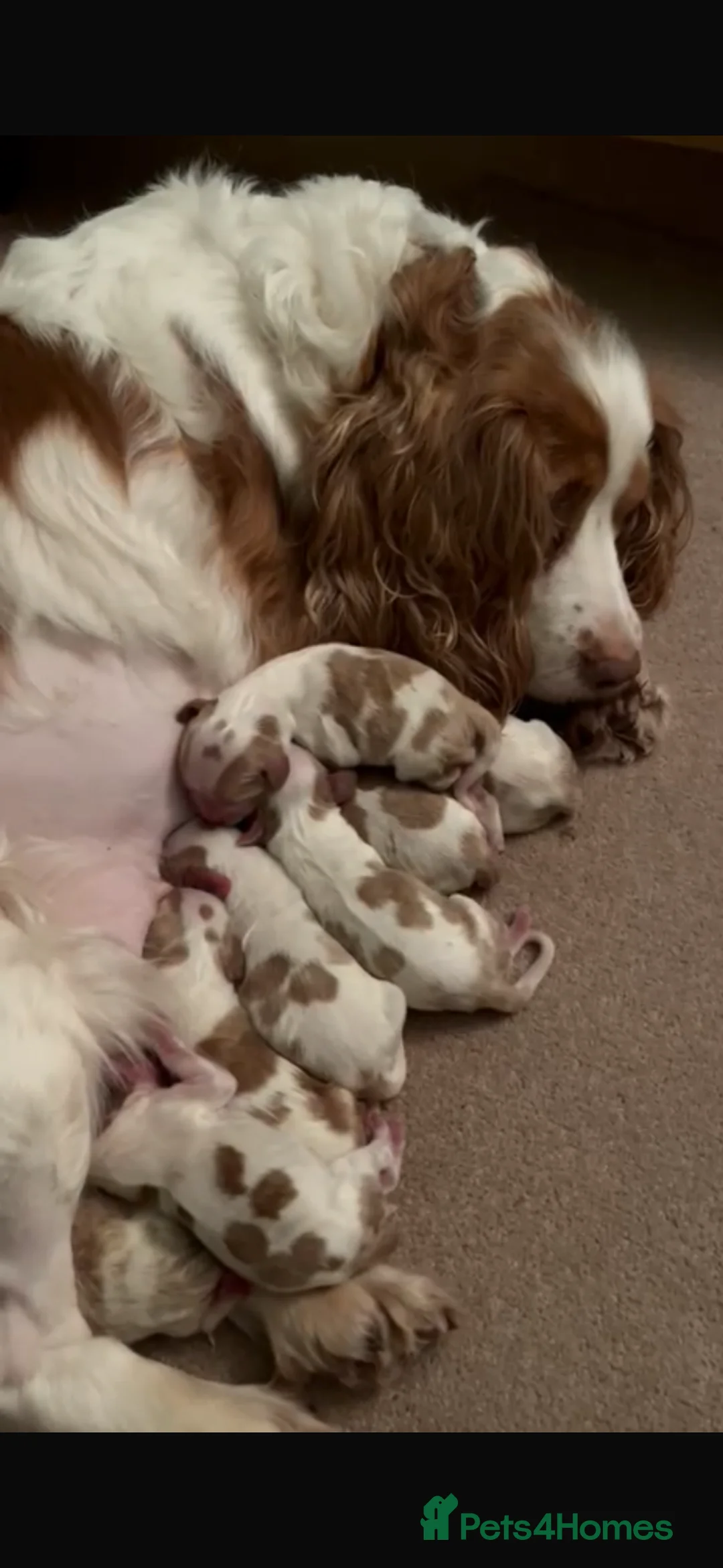 Cockalier dogs for sale: Lovely Cockalier Puppies in Wembley - Advert 1