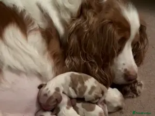 Cockalier dogs Lovely Cockalier Puppies - Advert 17