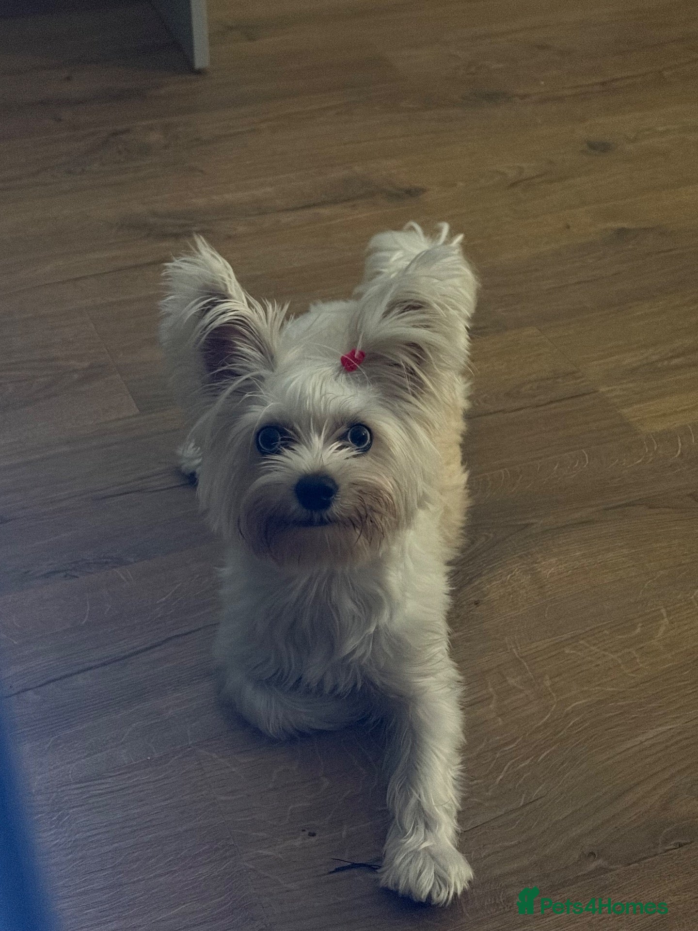 Yorkshire Terrier dogs LOOKING FOR MALE STUD - Advert 4