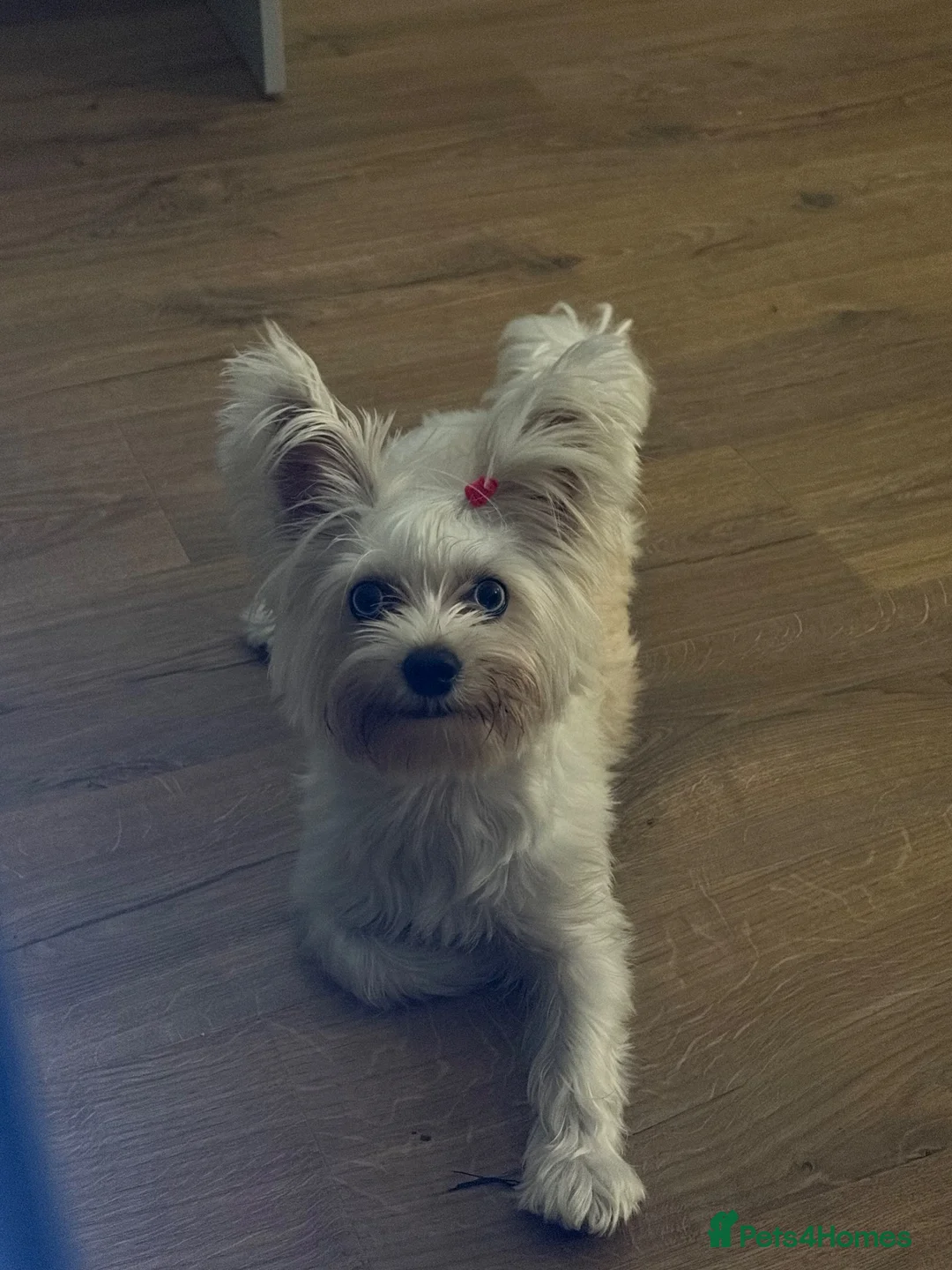 Yorkshire Terrier dogs for stud: LOOKING FOR MALE STUD in London - Advert 1