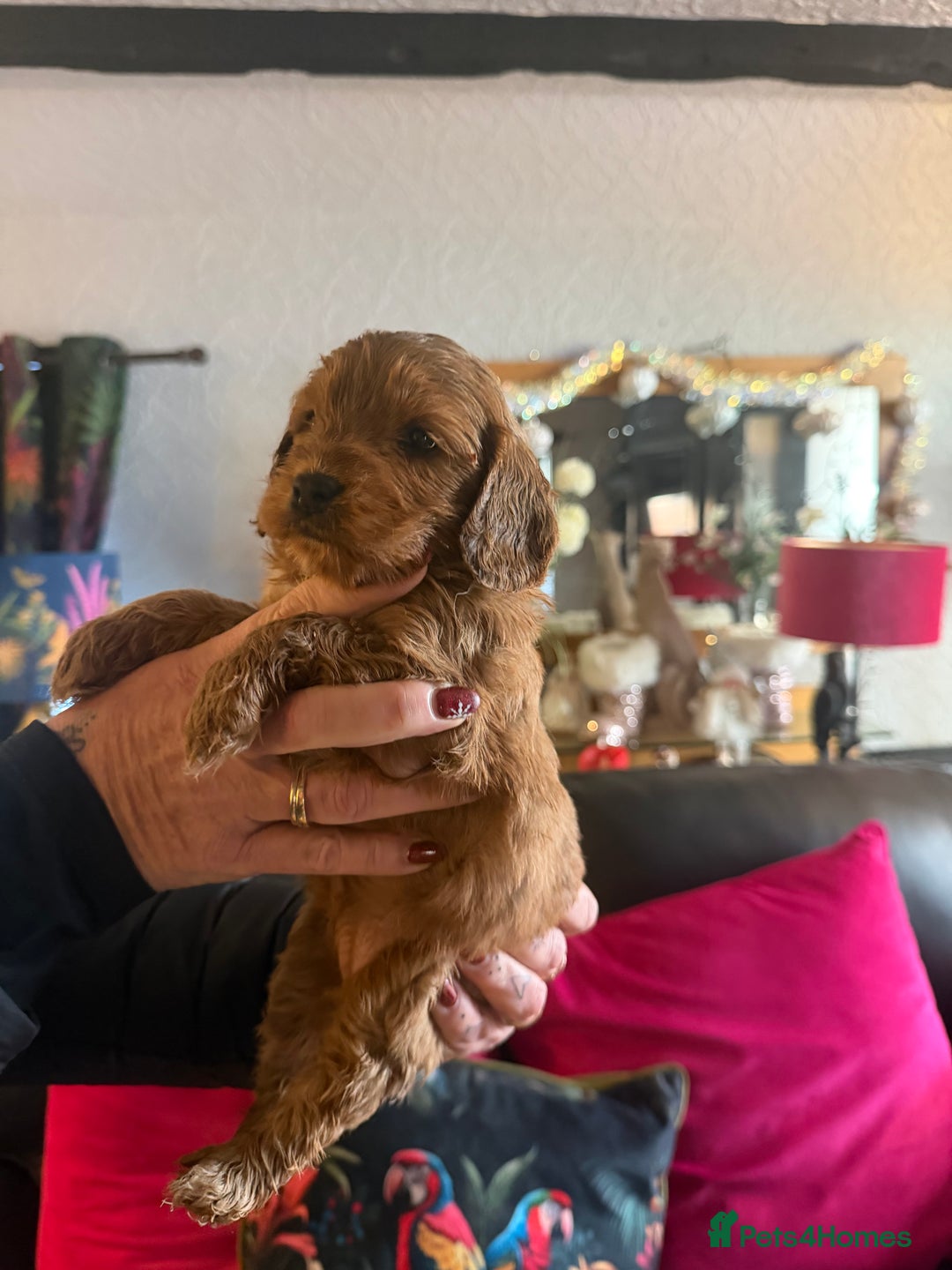 Cockapoo dogs for sale: Cockapoo pups one boy available  - Advert 25
