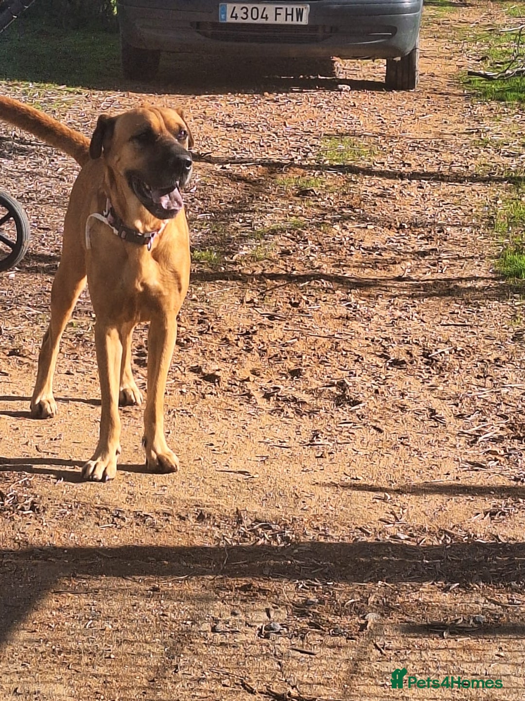 Mixed Breed dogs for adoption: Urgent 🚨 Home for Kobi  in Hengoed - Advert 2