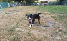 Mixed Breed dogs for adoption: Lovely JR & Patterdale BERTIE - for a  Loving Home - Image 8
