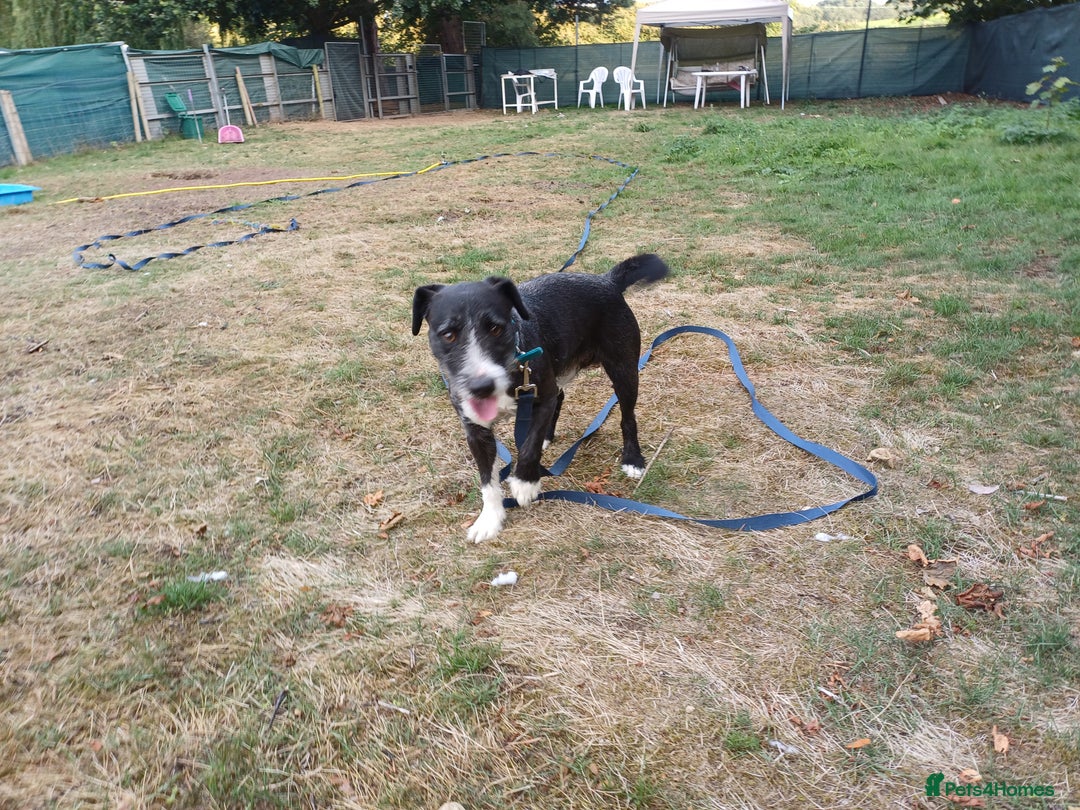 Mixed Breed dogs for adoption: Lovely JR & Patterdale BERTIE - for a  Loving Home - Image 8