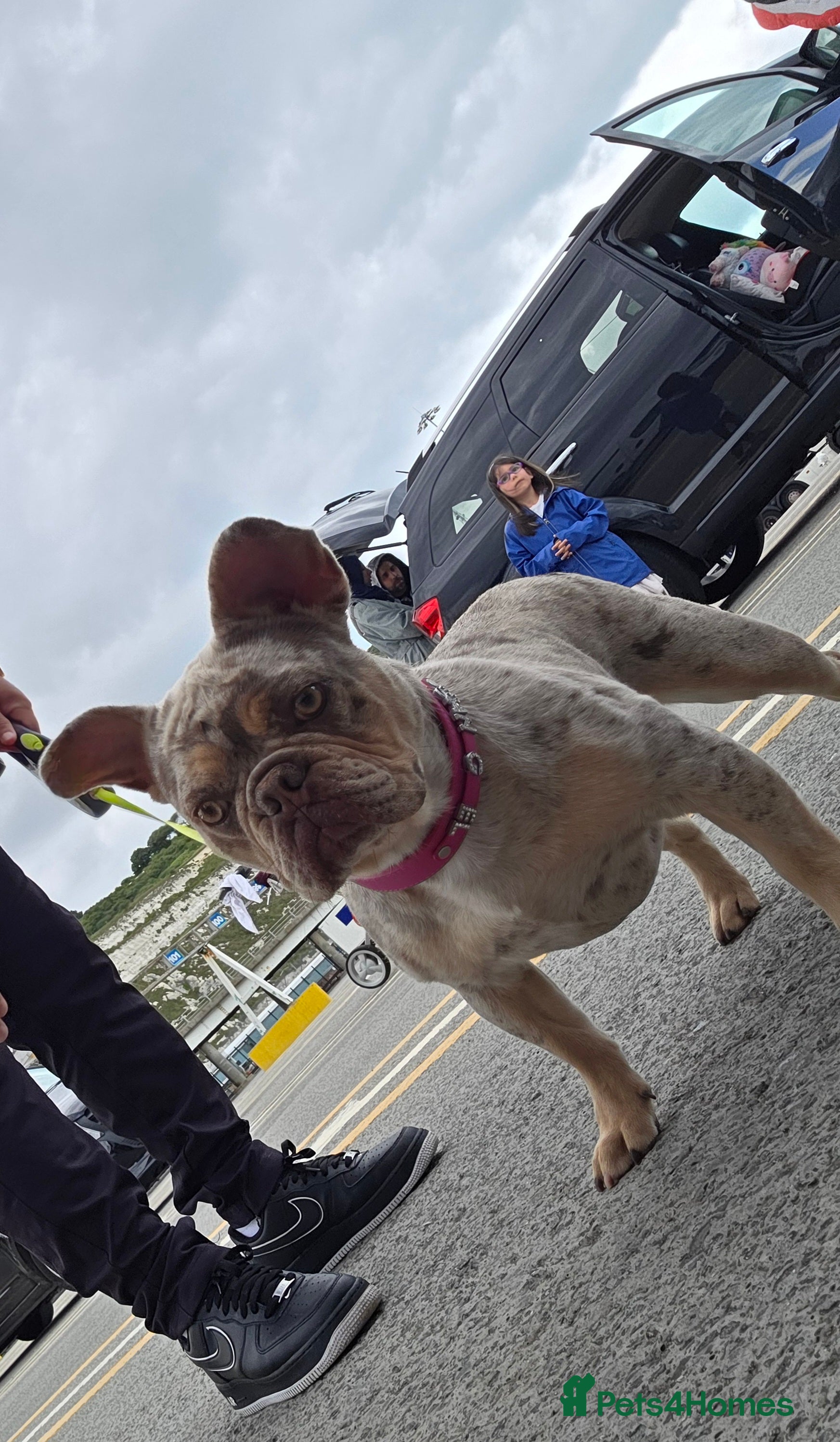 French Bulldog dogs Lovely white french bulldog puppy  - Advert 1