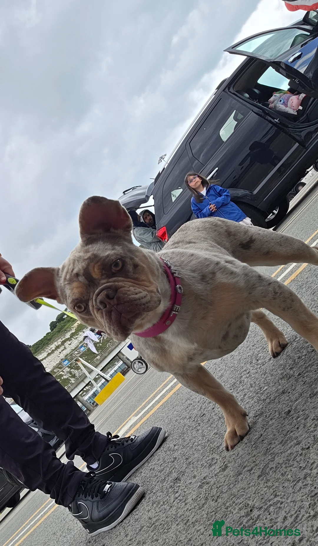 French Bulldog dogs for sale: Lovely white french bulldog puppy  - Advert 1