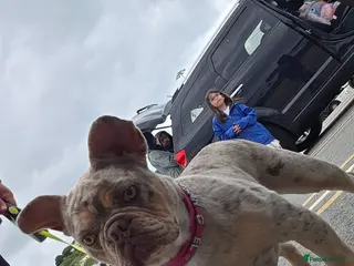 French Bulldog dogs Lovely white french bulldog puppy - Advert 1