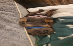 French Bulldog dogs for sale: 4 Chunky Male French Bulldogs - Image 11