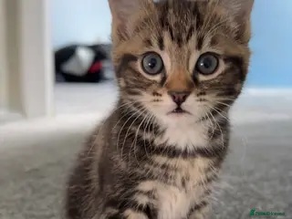 Mixed Breed cats Stunning Tabby kittens - Advert 3