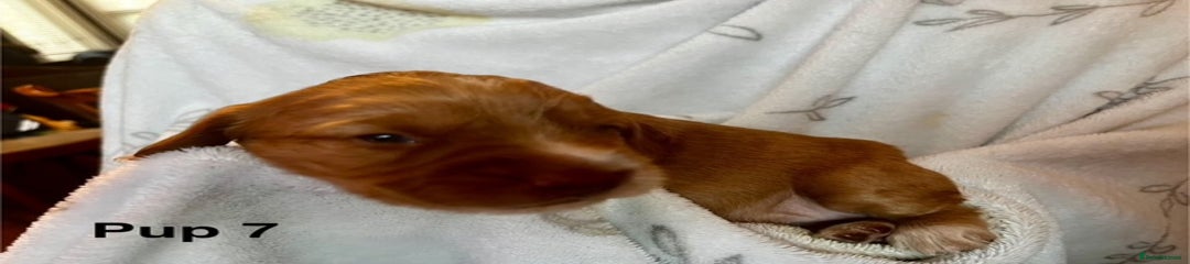 Cockapoo Puppy 7