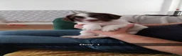 English Springer Spaniel dogs for sale: English springer spaniel puppies  - Advert 18