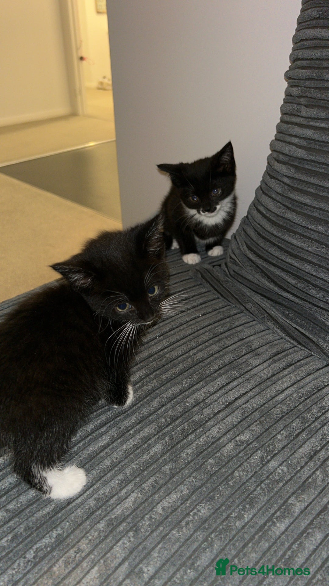 British Shorthair cats for sale: Two kittens for sale  - Image 5