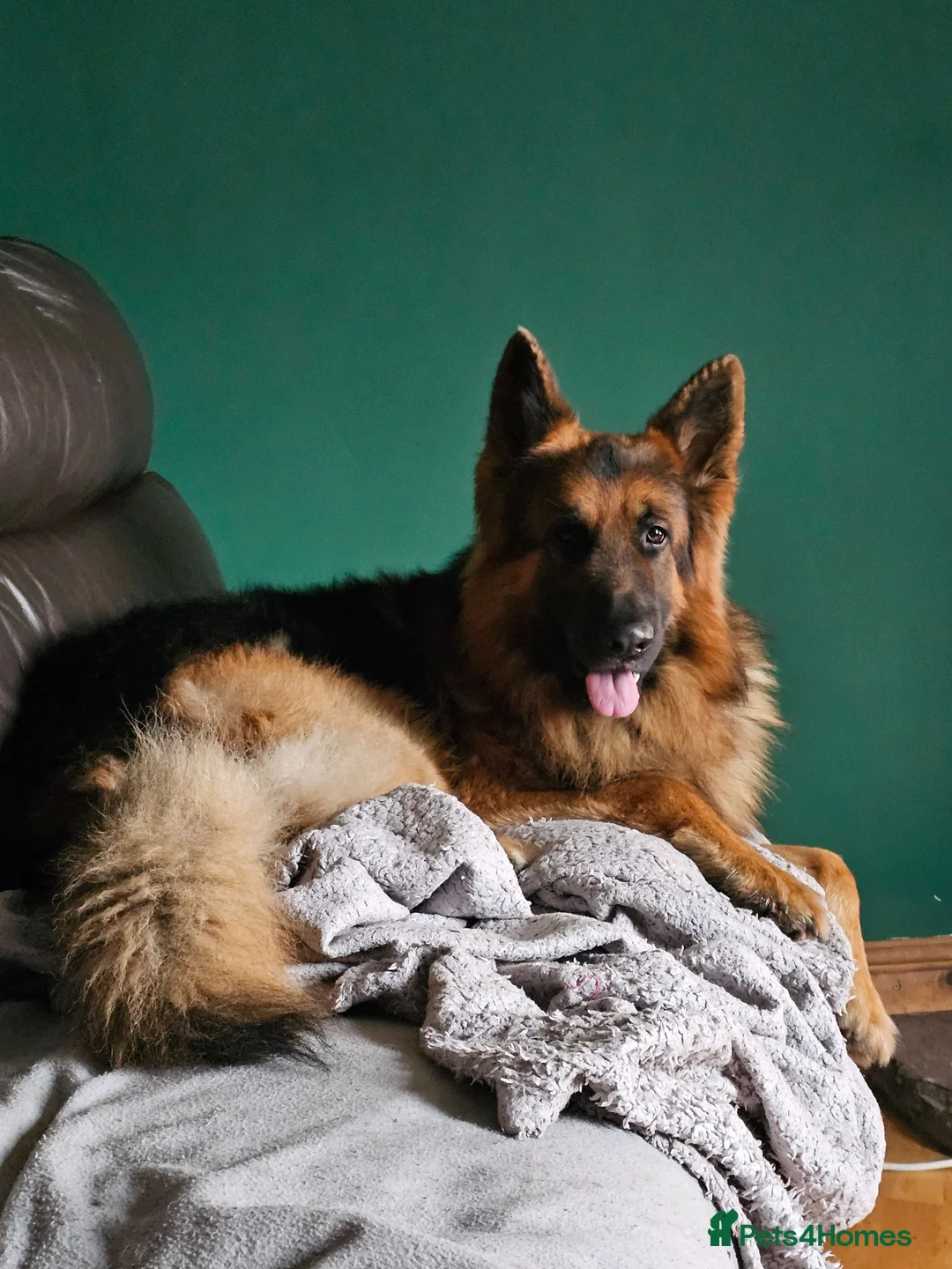 German Shepherd dogs for sale: A Healthy litter of 7 GSD Puppies - Advert 22