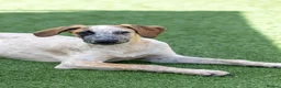 Mixed Breed dogs for adoption: Marvlous Meatball - Advert 14