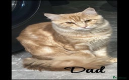 Maine Coon cats for sale: Mainecoon full pedigree kittens - Advert 11