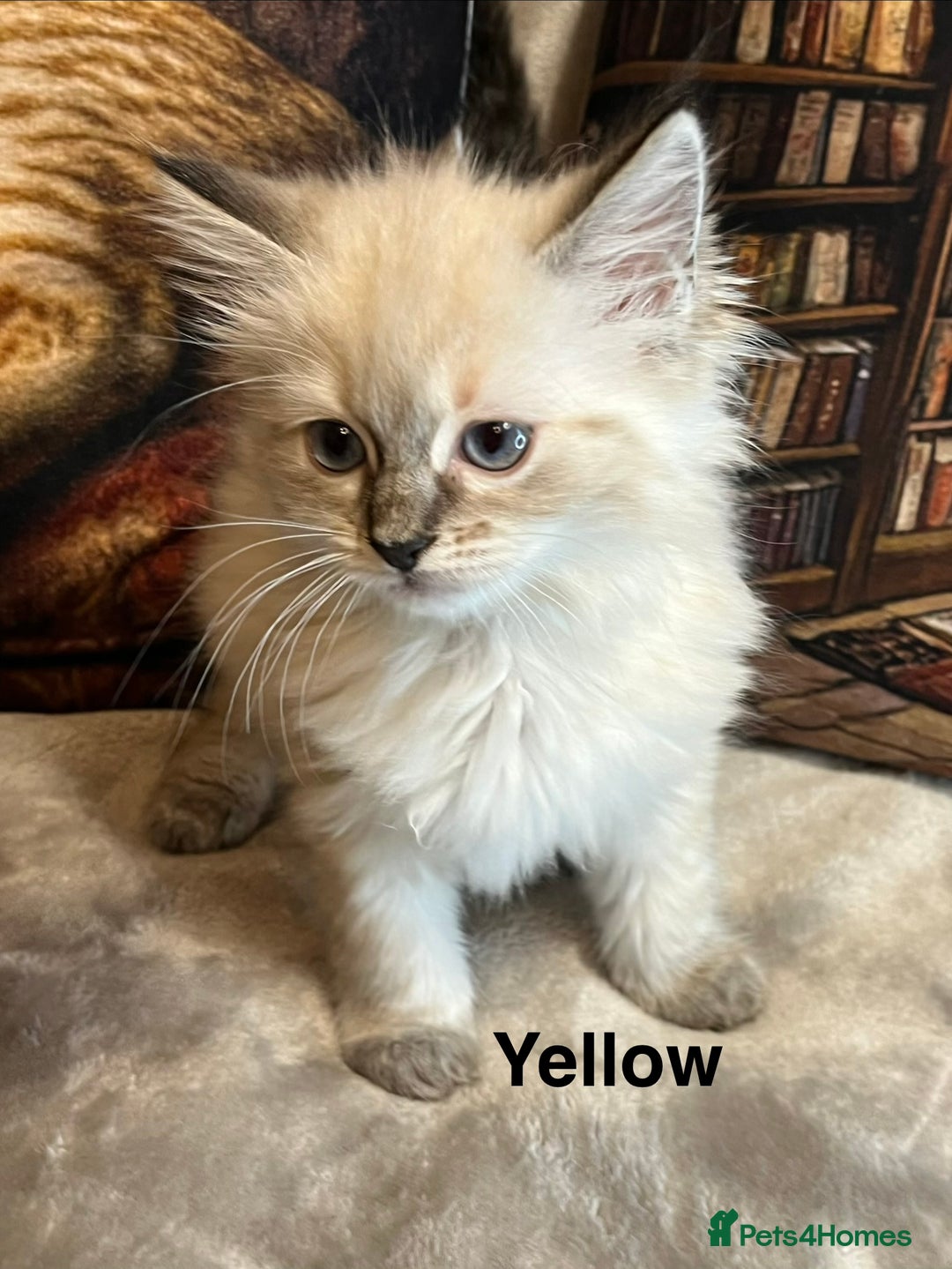 Ragdoll cats for sale: ❤️Amazing Pure Ragdoll Girls Waiting Loving Family - Advert 11