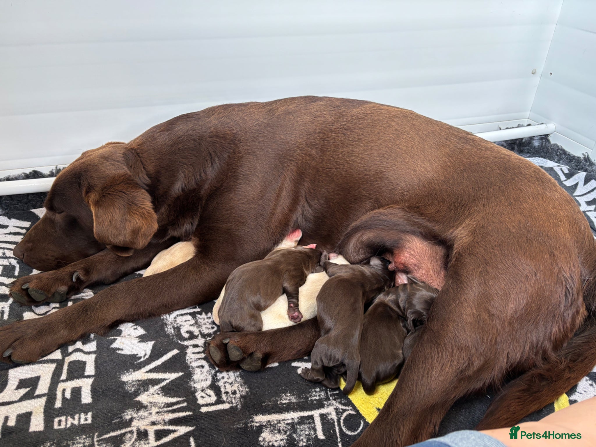 Labrador Retriever dogs KC Reg Chocolate & Yellow Puppies  - Advert 16