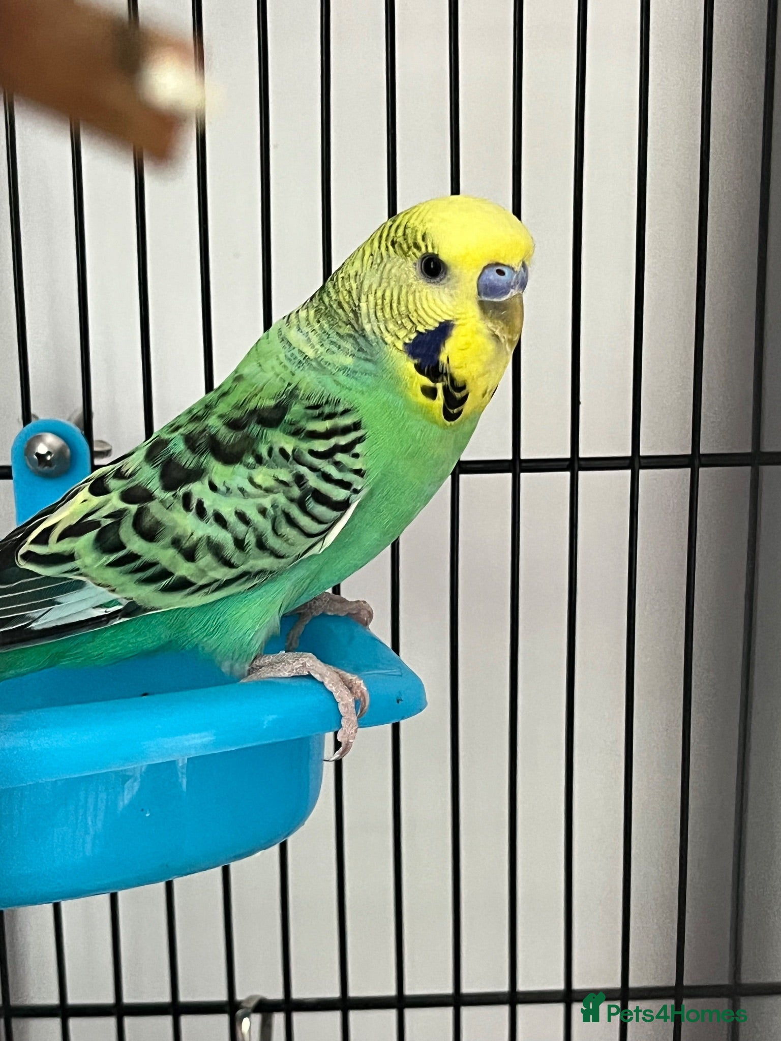 Budgerigars birds 2 beautiful baby budgies for sale - Advert 3