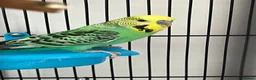 Budgerigars birds for sale: 2 beautiful baby budgies for sale in Stoke-on-Trent - Advert 1