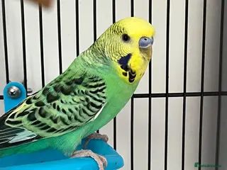 Budgerigars birds 2 beautiful baby budgies for sale - Advert 3
