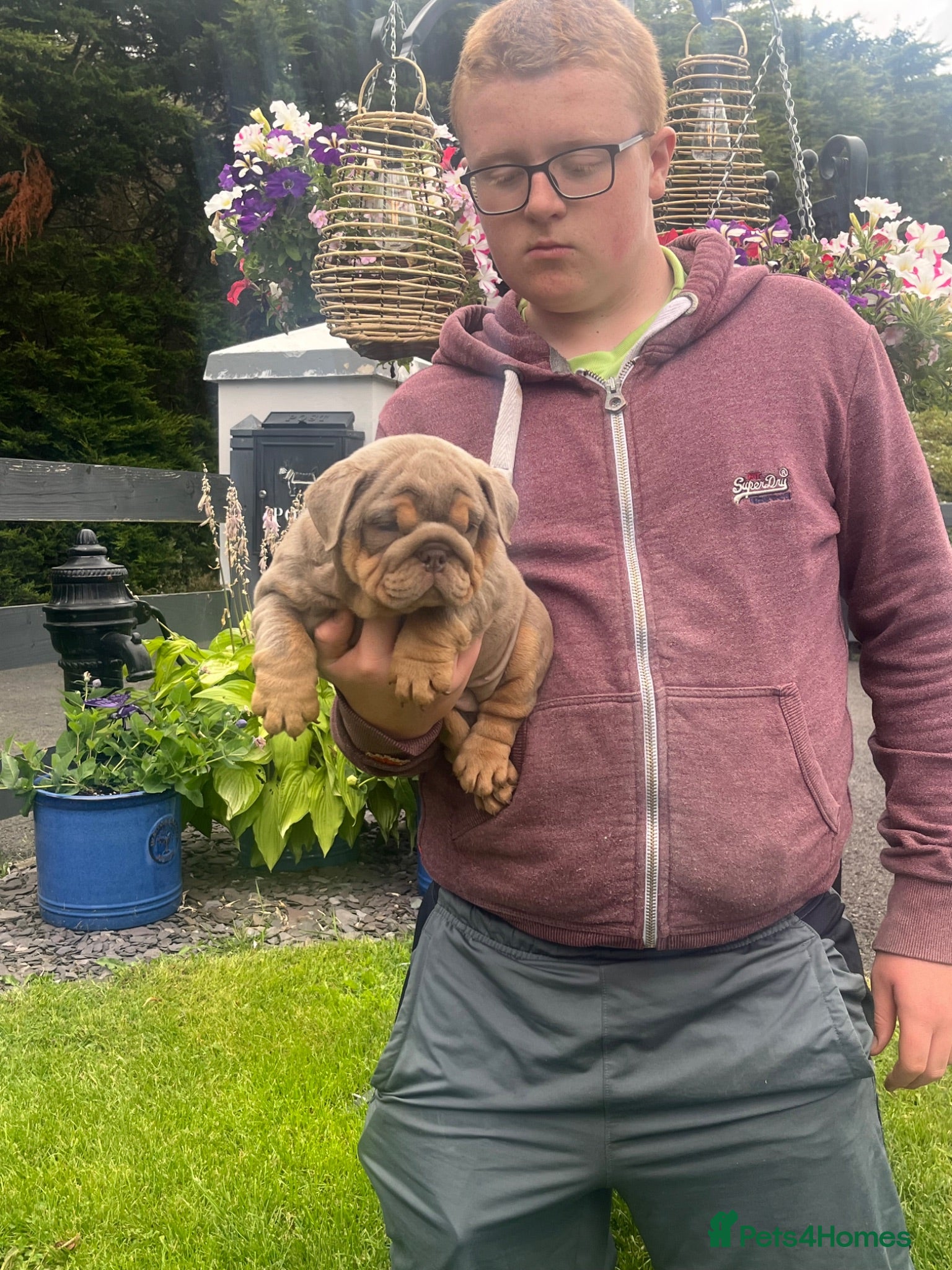 English Bulldog dogs English bulldog puppies  - Advert 2