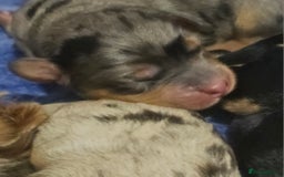 Cockapoo dogs for sale: The best cockapoos  - Image 2