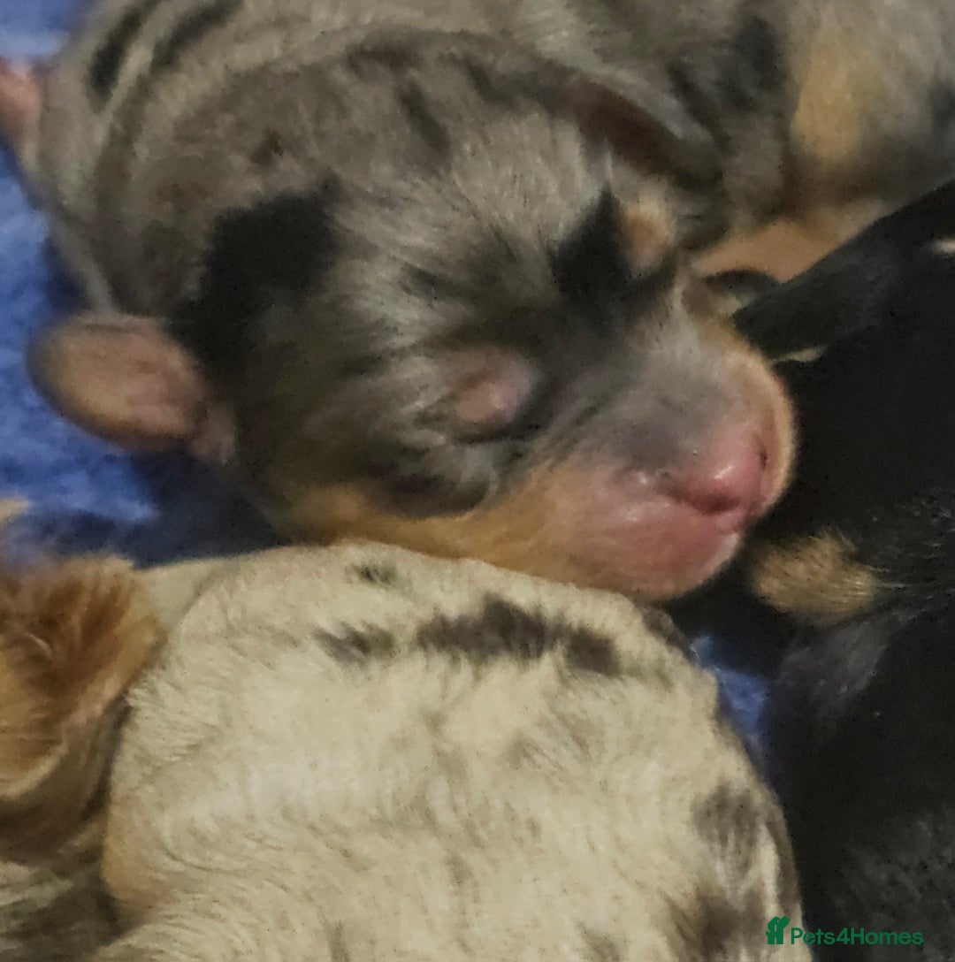 Cockapoo dogs for sale: The best cockapoos  - Image 2