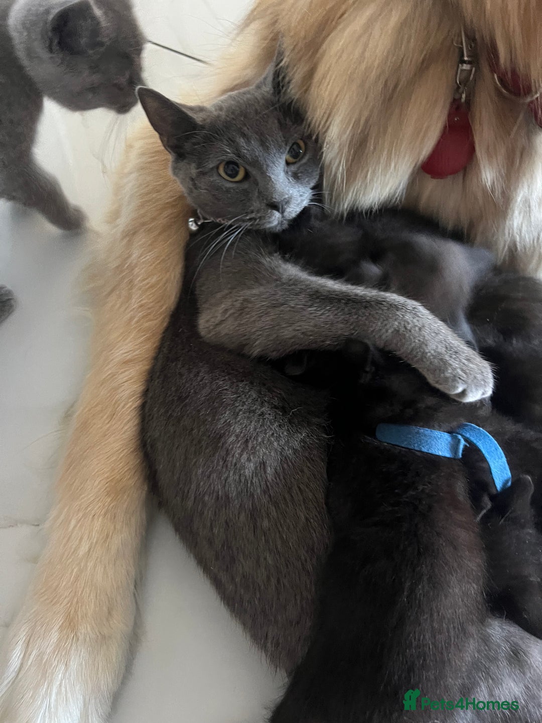 Mixed Breed cats for sale: beautiful kittens  - Image 2