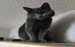 British Shorthair cats for sale: Tabby/british shorthair mother and son rehome  - Image 3