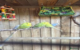Budgerigars birds for sale: 10 week old budgies for sale.  - Image 4