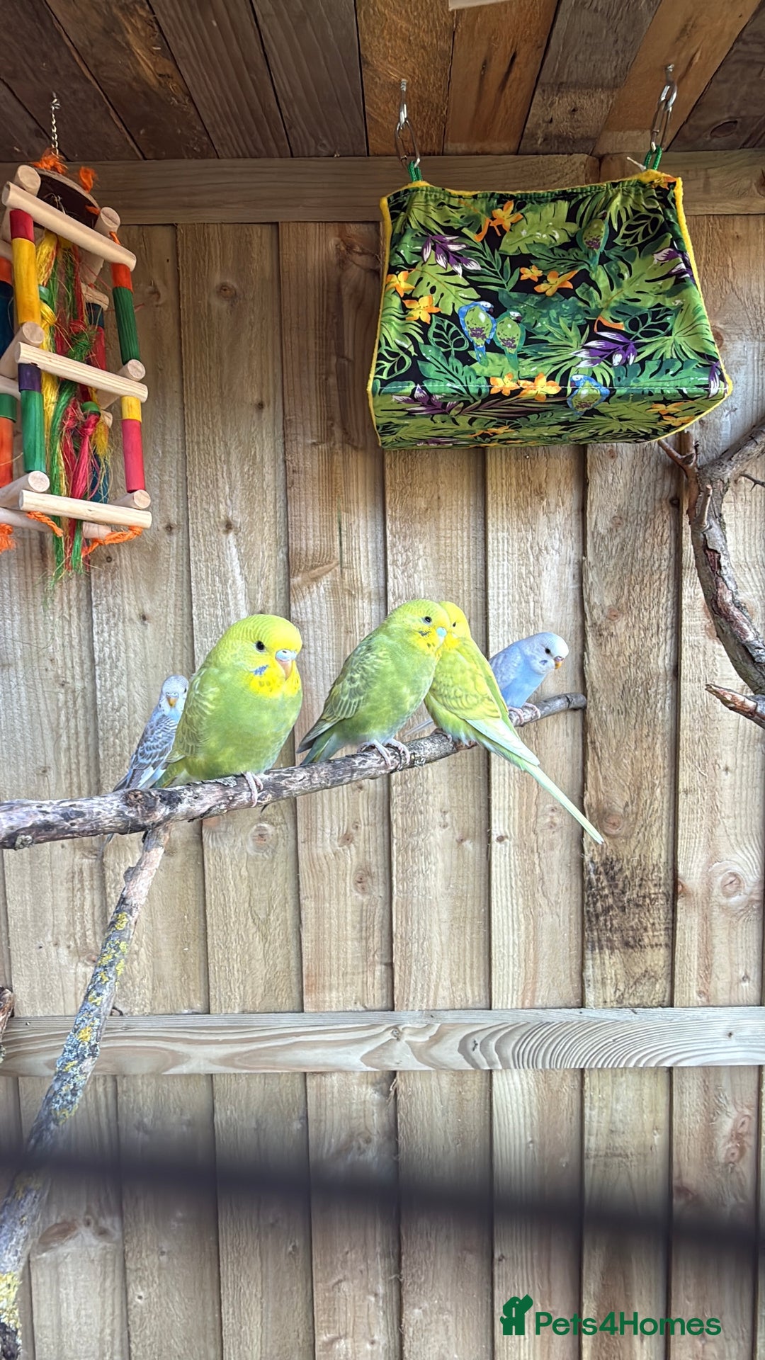 Budgerigars birds for sale: 10 week old budgies for sale.  - Image 4