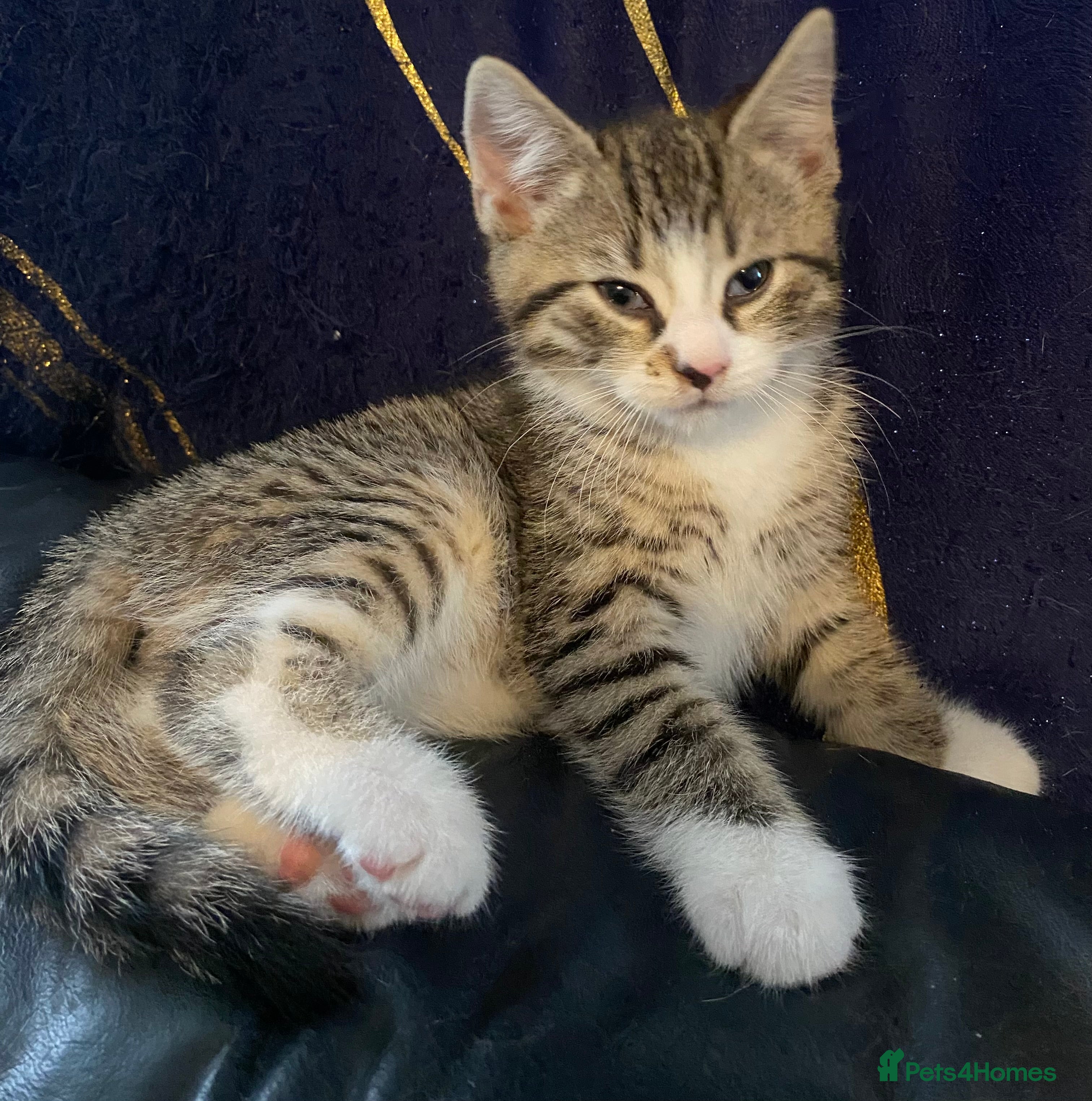 British Shorthair cats Beautiful British Shorthair Kittens Boys & Girls - Advert 2