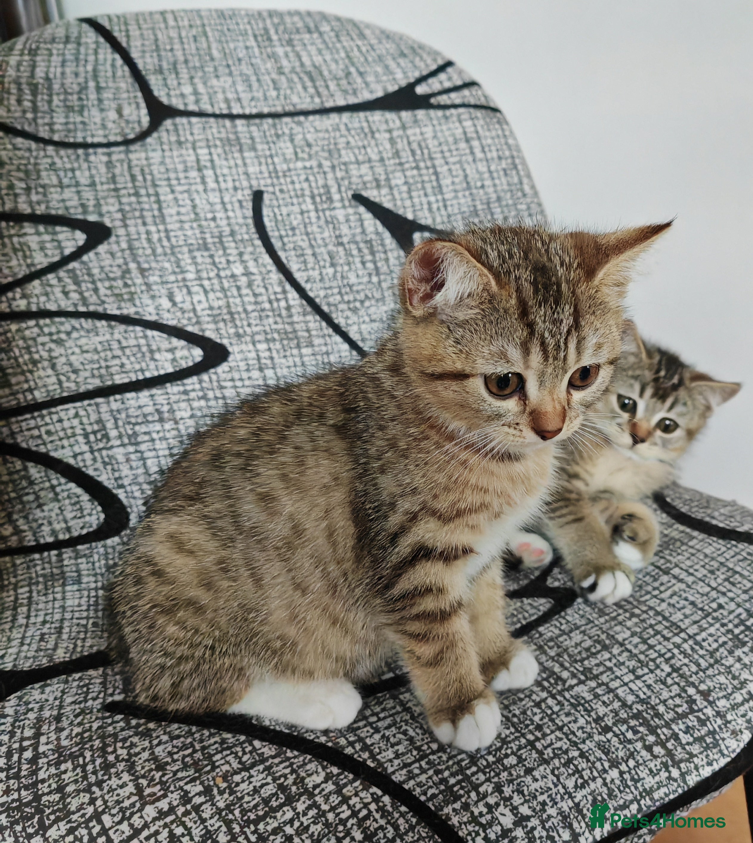 British Shorthair cats Scottish Fold x British Shorthair Mix Kittens - Advert 2